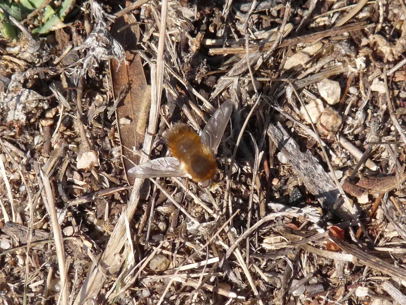 Systoechus ctenopterus ♀ (Bombilyidae)